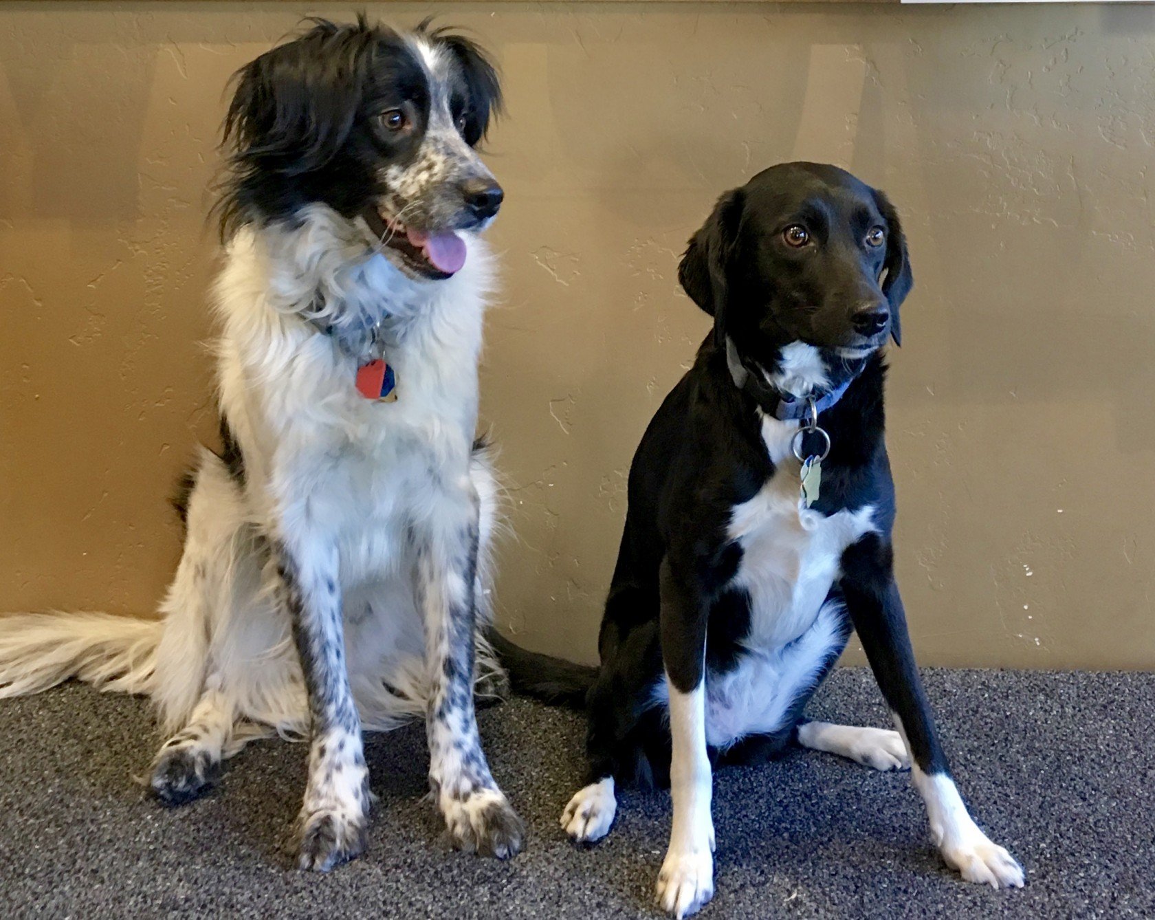 Buddy and Tana - A Racer's Edge shop dogs.